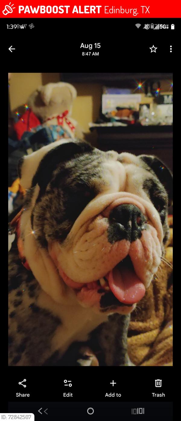 Lost Female Dog last seen Uresti 2812, Edinburg, TX 78542