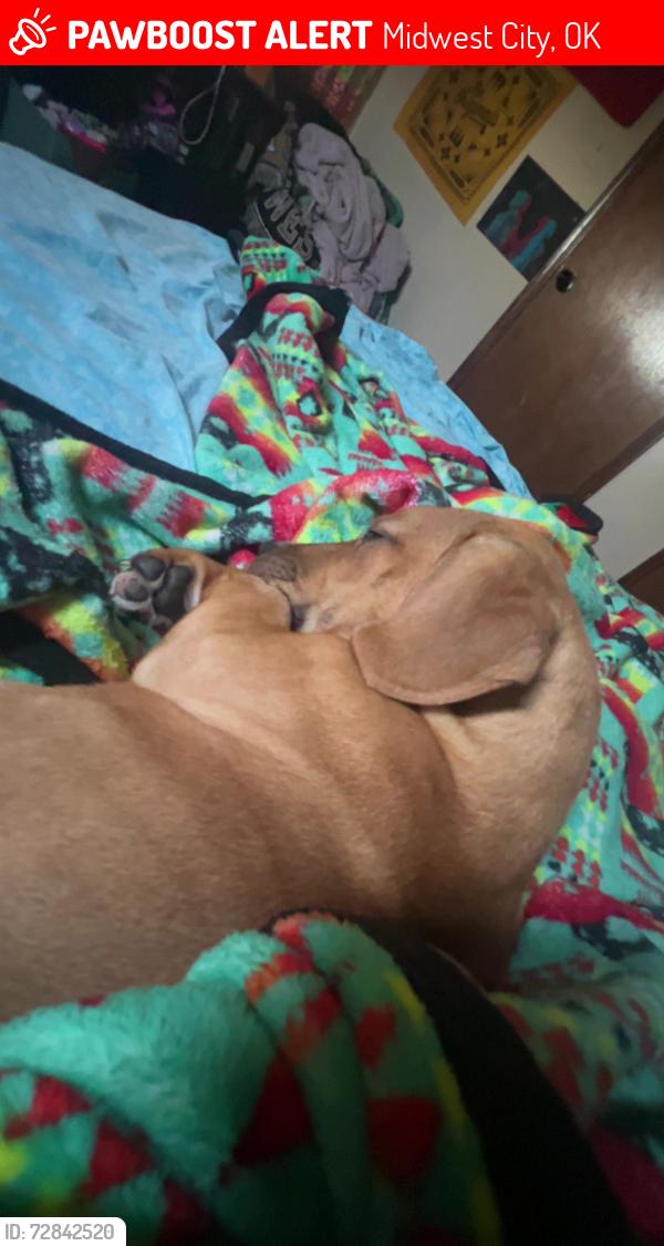 Lost Male Dog last seen N air depot, Midwest City, OK 73110