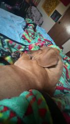 Lost Male Dog last seen N air depot, Midwest City, OK 73110