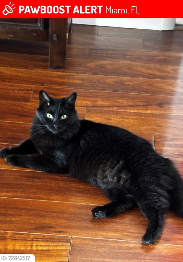 Lost Female Cat last seen SW 172 STREET, Miami, FL 33177
