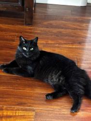 Lost Female Cat last seen SW 172 STREET, Miami, FL 33177