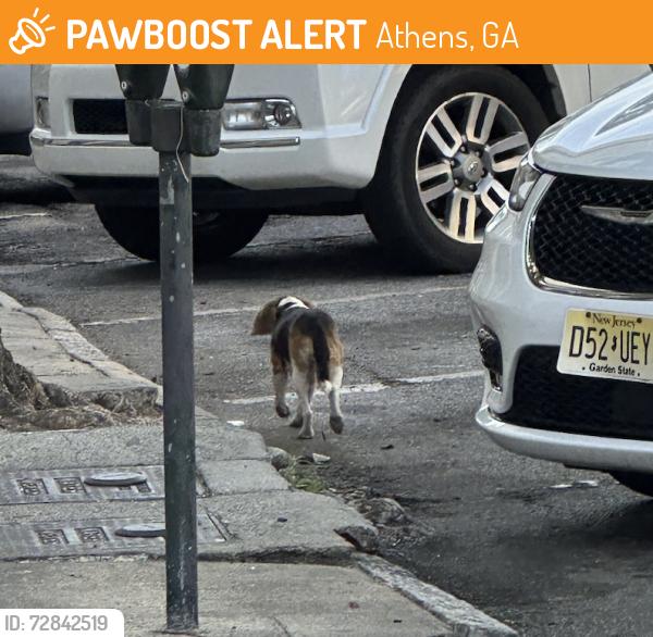 Found/Stray Female Dog last seen Near Sanford Drive (near UGA football stadium), Athens, GA 30605