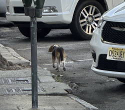 Found/Stray Female Dog last seen Near Sanford Drive (near UGA football stadium), Athens, GA 30605
