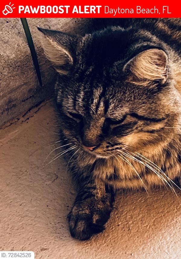 Lost Male Cat last seen Walden’s bar area park, Daytona Beach, FL 32114