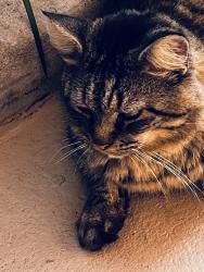 Lost Male Cat last seen Walden’s bar area park, Daytona Beach, FL 32114