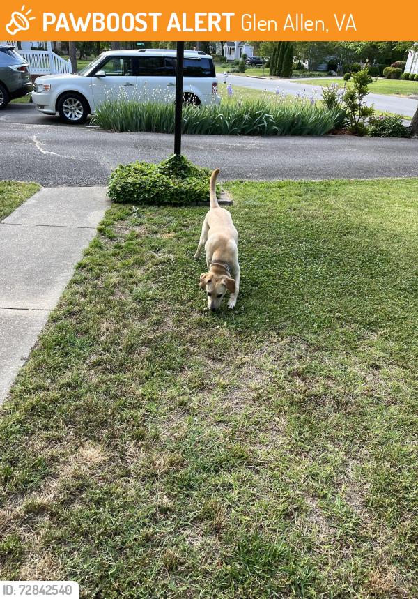 Found/Stray Female Dog last seen Salford Ct and Delray, Glen Allen, VA 23060
