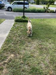 Found/Stray Female Dog last seen Salford Ct and Delray, Glen Allen, VA 23060