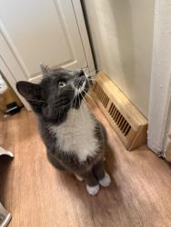 Found/Stray Unknown Cat last seen Capitol Ave & Willow, Lansing, MI 48906
