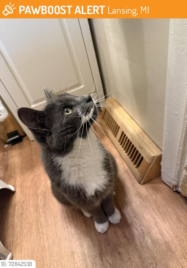 Found/Stray Unknown Cat last seen Capitol Ave & Willow, Lansing, MI 48906