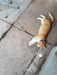 Lost Male Cat last seen 59th St. Between Pratt and Pinkney St. , Omaha, NE 68104