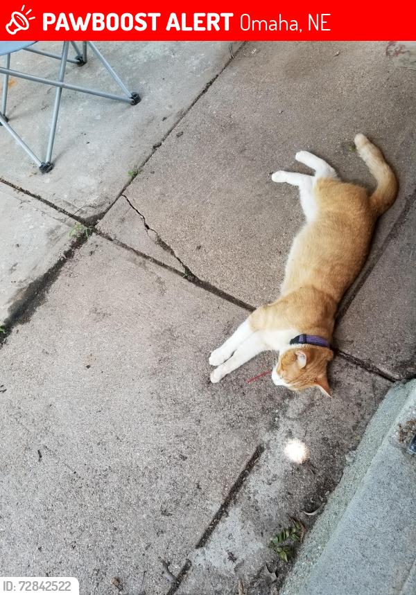 Lost Male Cat last seen 59th St. Between Pratt and Pinkney St. , Omaha, NE 68104
