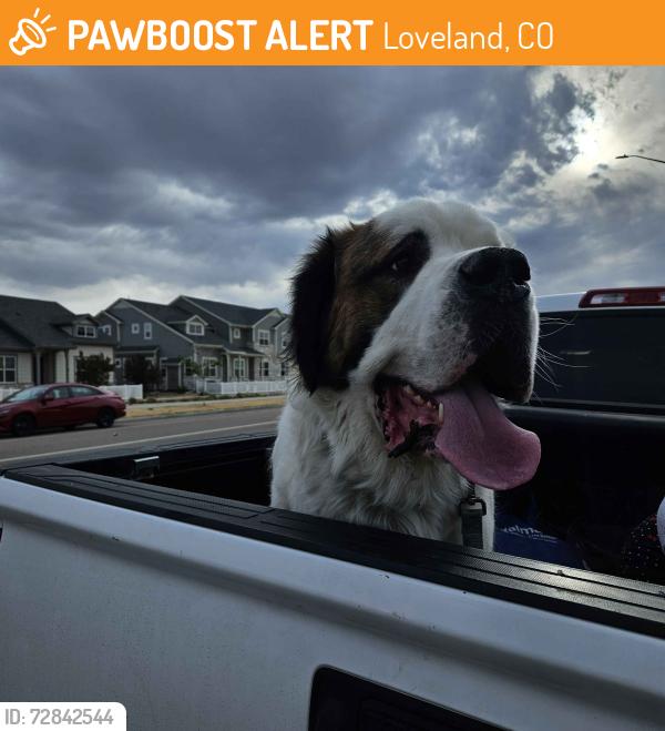 Found/Stray Unknown Dog last seen county road 5 and E 71st Street, Loveland, CO 80538