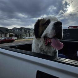 Found/Stray Unknown Dog last seen county road 5 and E 71st Street, Loveland, CO 80538