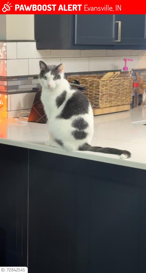 Lost Male Cat last seen Lynch Rd, N Burkhardt Rd, Evansville, IN 47715