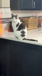 Lost Male Cat last seen Lynch Rd, N Burkhardt Rd, Evansville, IN 47715