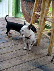 Lost Male Dog last seen Across from O'Brien Park on Lewis Tulsa ok, Tulsa, OK 74130
