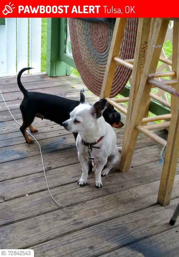Lost Male Dog last seen Across from O'Brien Park on Lewis Tulsa ok, Tulsa, OK 74130