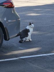 Found/Stray Unknown Cat last seen Near Roper Mountain Road, Greenville, SC 29615
