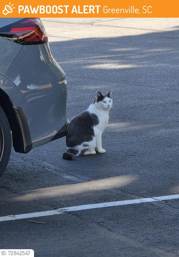 Found/Stray Unknown Cat last seen Near Roper Mountain Road, Greenville, SC 29615