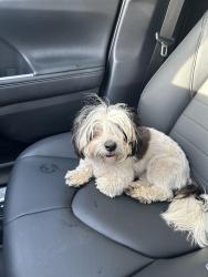 Found/Stray Unknown Dog last seen Brentwood  odessavtx , Odessa, TX 79762