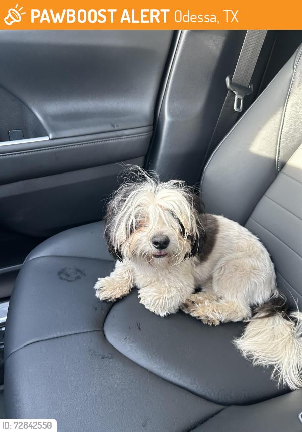 Found/Stray Unknown Dog last seen Brentwood  odessavtx , Odessa, TX 79762