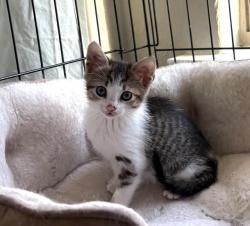 Shelter Stray Female Cat last seen Bexar County, New Braunfels, TX 78130