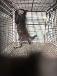 Shelter Stray Male Cat last seen Bexar County, New Braunfels, TX 78130