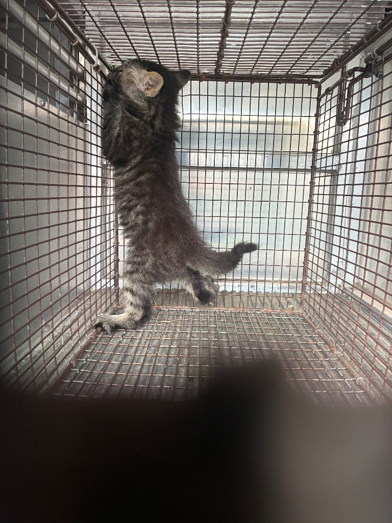 Shelter Stray Male Cat last seen Bexar County, New Braunfels, TX 78130