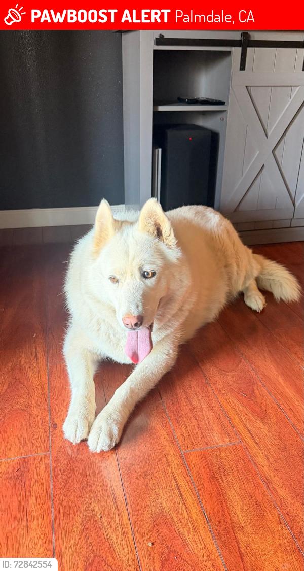 Lost Unknown Dog last seen Palmdale snd sierra hwy, Palmdale, CA 93550