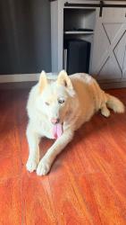 Lost Unknown Dog last seen Palmdale snd sierra hwy, Palmdale, CA 93550