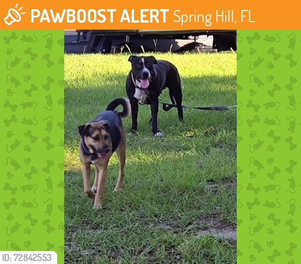 Found/Stray Female Dog last seen Godfrey and Cooper , Spring Hill, FL 34609