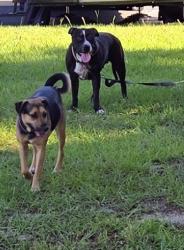 Found/Stray Female Dog last seen Godfrey and Cooper , Spring Hill, FL 34609