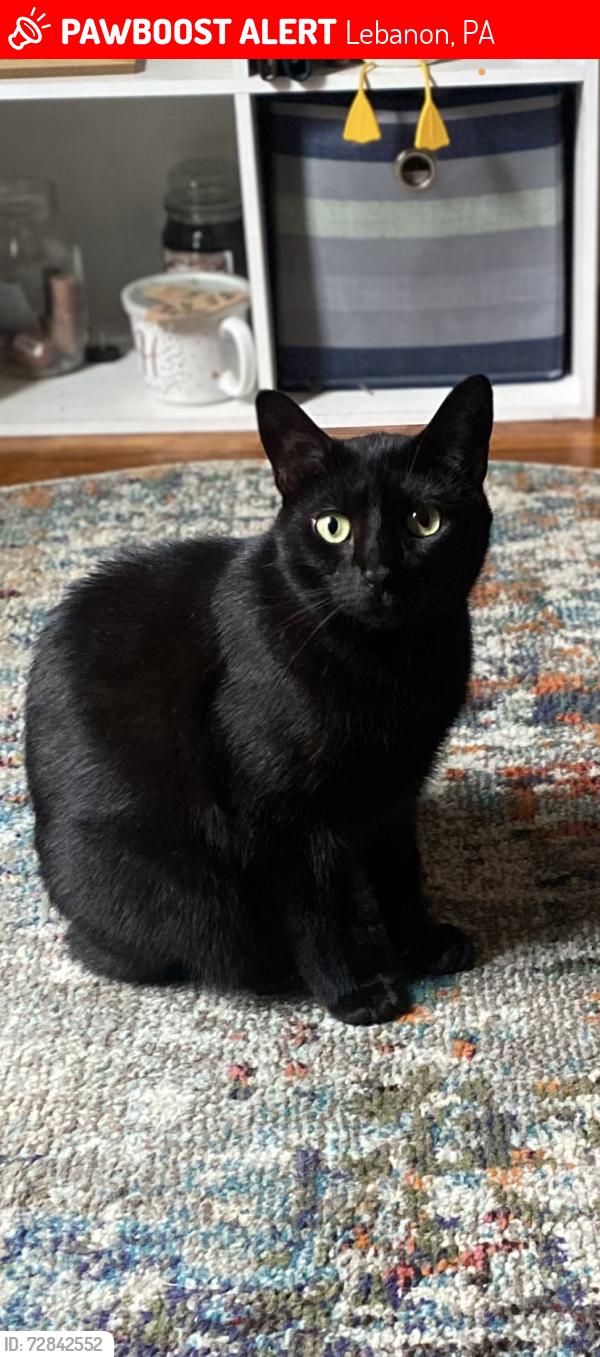 Lost Female Cat last seen Intersection of maple street and Lehman in Lebanon,PA, Lebanon, PA 17046