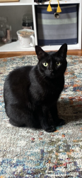 Lost Female Cat last seen Intersection of maple street and Lehman in Lebanon,PA, Lebanon, PA 17046