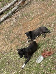 Found/Stray Male Dog last seen Cherry Street Exit 93 on Interstate 22, Birmingham, AL 35214