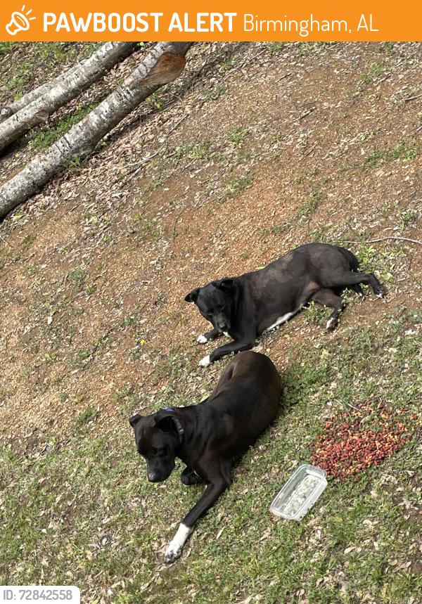 Found/Stray Male Dog last seen Cherry Street Exit 93 on Interstate 22, Birmingham, AL 35214