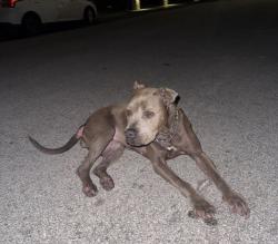 Lost Female Dog last seen 113th Ave S.W. 43 st, Miami, FL 33165