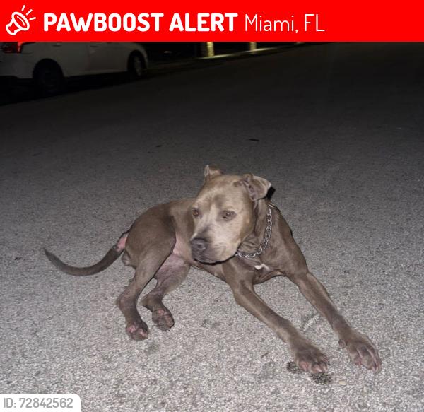 Lost Female Dog last seen 113th Ave S.W. 43 st, Miami, FL 33165
