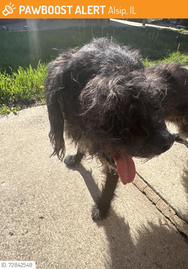 Found/Stray Male Dog last seen 130th Pulaski , Alsip, IL 60803
