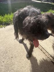 Found/Stray Male Dog last seen 130th Pulaski , Alsip, IL 60803