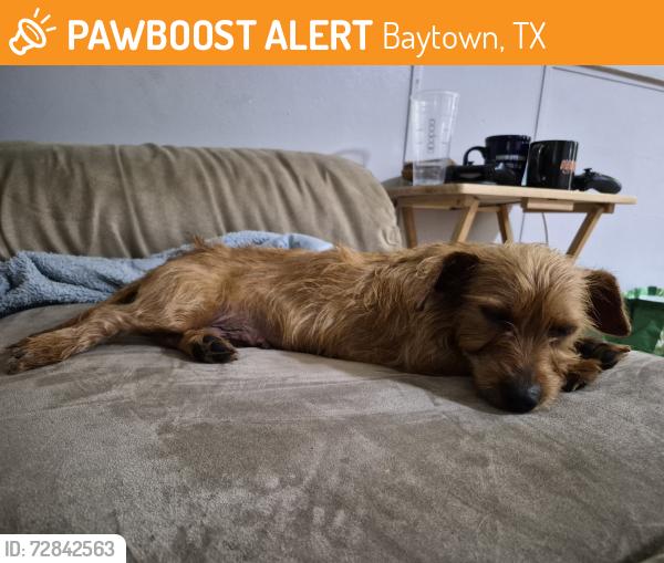 Found/Stray Female Dog last seen Britton Park, Baytown, TX 77520