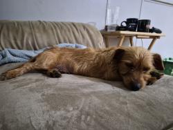 Found/Stray Female Dog last seen Britton Park, Baytown, TX 77520