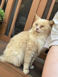 Lost Male Cat last seen Sycamore and Ridgeway avenue, Greenville, SC 29607