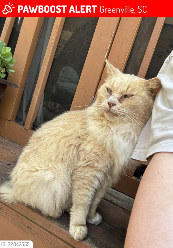 Lost Male Cat last seen Sycamore and Ridgeway avenue, Greenville, SC 29607