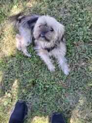 Reunited Male Dog last seen Harry & Washington, Wichita, KS 67216