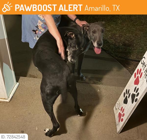 Found/Stray Female Dog last seen 34th & Hawthorne, Wolflin Area, Amarillo, TX 79109