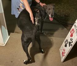 Found/Stray Female Dog last seen 34th & Hawthorne, Wolflin Area, Amarillo, TX 79109
