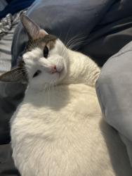 Lost Male Cat last seen Plye and Spencer , Enterprise, NV 89183