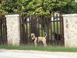 Found/Stray Male Dog last seen Rochelle and Whitby, San Antonio, TX 78220