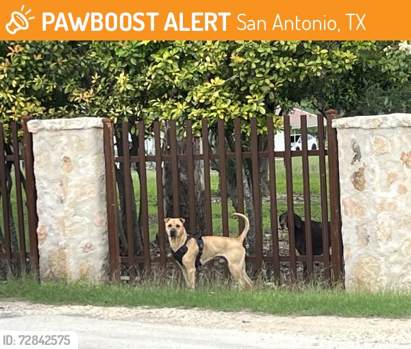 Found/Stray Male Dog last seen Rochelle and Whitby, San Antonio, TX 78220